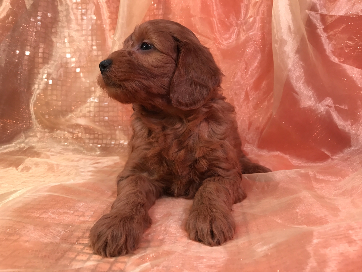 Dark Red Standard Pups, Iowa Goldendoodle Breeder